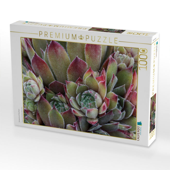 Sempervivum Grey Dawn - CALVENDO Foto-Puzzle'