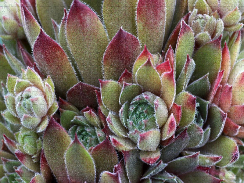 Sempervivum Grey Dawn - CALVENDO Foto-Puzzle'