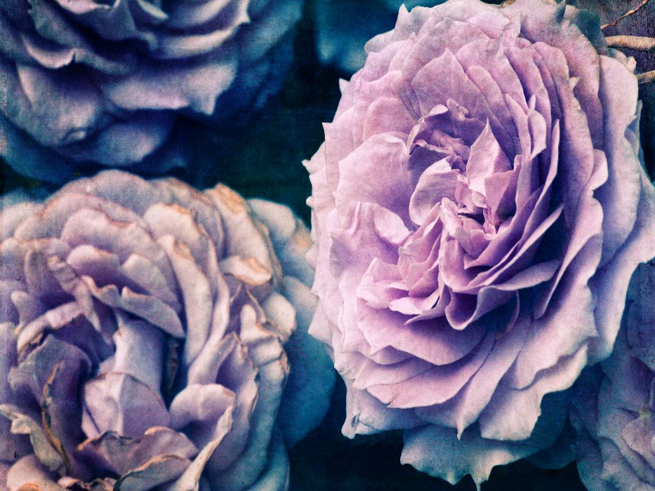 Romantische Rosen - Shabby Chic Style - CALVENDO Foto-Puzzle'
