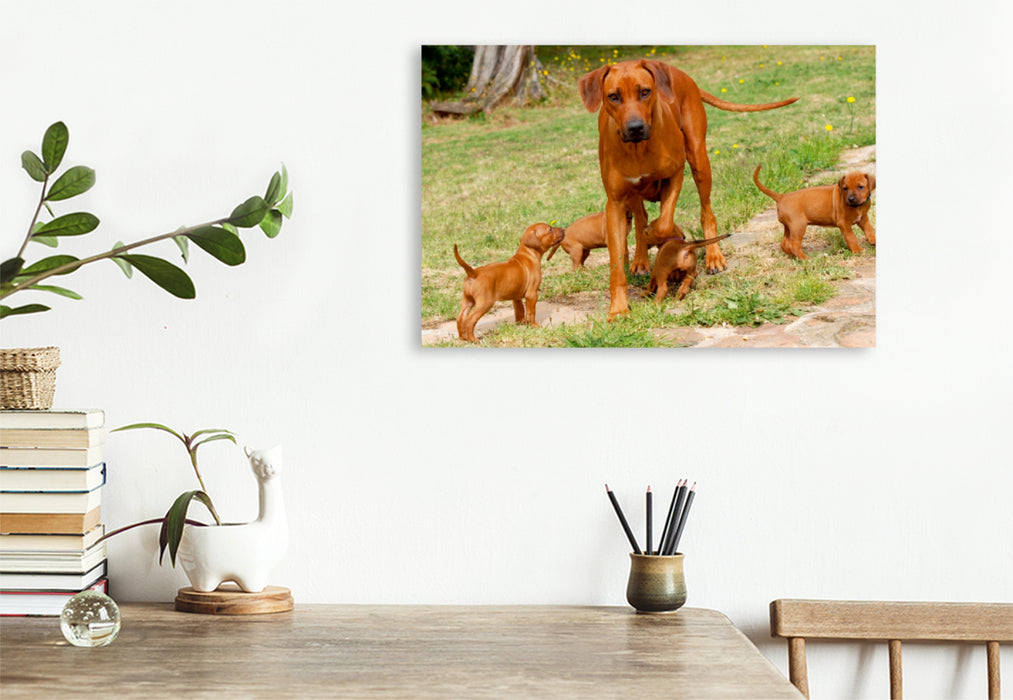 Toile textile haut de gamme Toile textile haut de gamme 75 cm x 50 cm de large Un motif du calendrier des Rhodesian Ridgebacks 