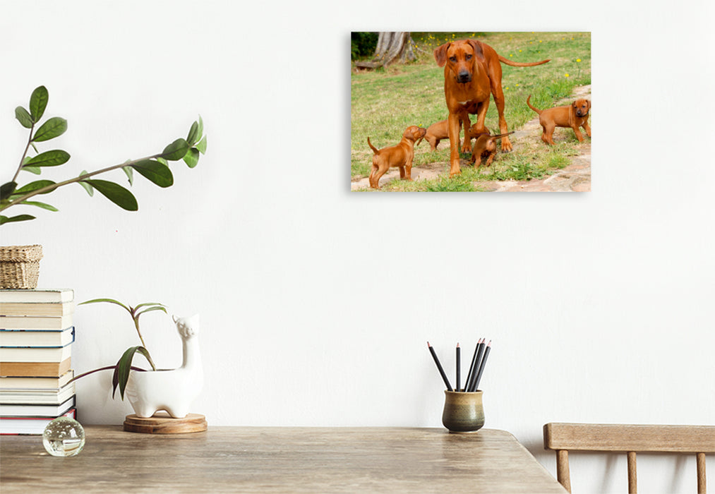 Toile textile haut de gamme Toile textile haut de gamme 75 cm x 50 cm de large Un motif du calendrier des Rhodesian Ridgebacks 