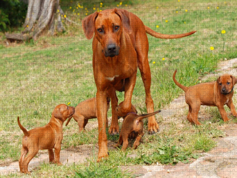Ein Motiv aus dem Kalender Rhodesian Ridgebacks - CALVENDO Foto-Puzzle'
