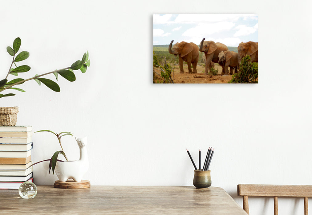 Premium Textil-Leinwand Premium Textil-Leinwand 45 cm x 30 cm quer Ein Motiv aus dem Kalender African Elephants in Addo