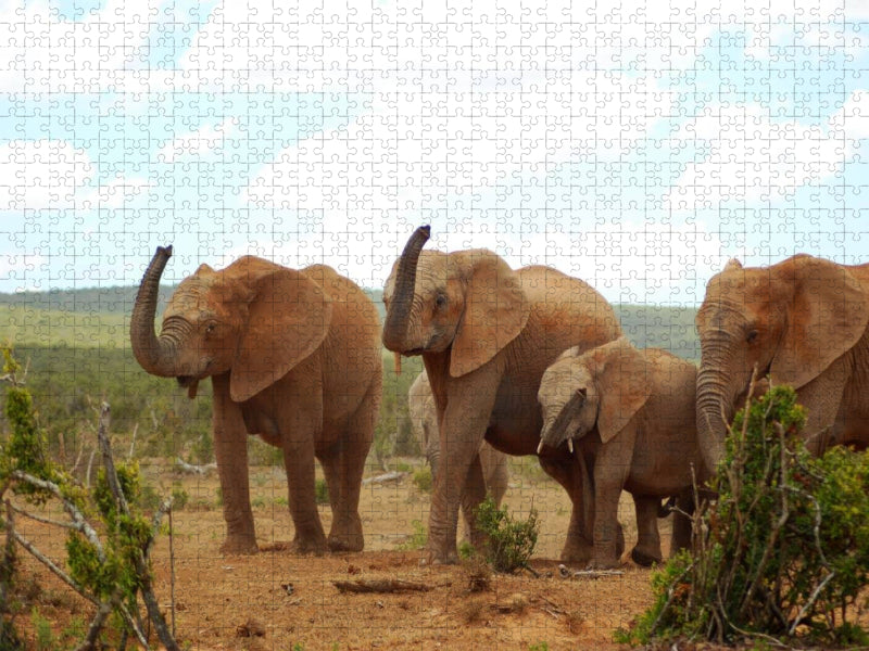 Ein Motiv aus dem Kalender African Elephants in Addo - CALVENDO Foto-Puzzle'