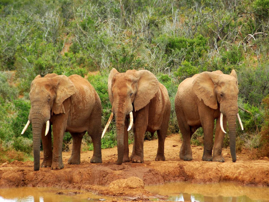 Ein Motiv aus dem Kalender African Elephants in Addo - CALVENDO Foto-Puzzle'