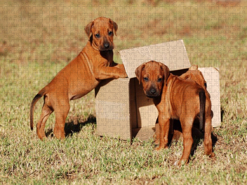 Nichts innen - CALVENDO Foto-Puzzle'