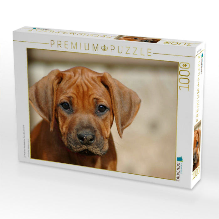 Ein Motiv aus dem Kalender Kleine Löwenhunde - CALVENDO Foto-Puzzle'
