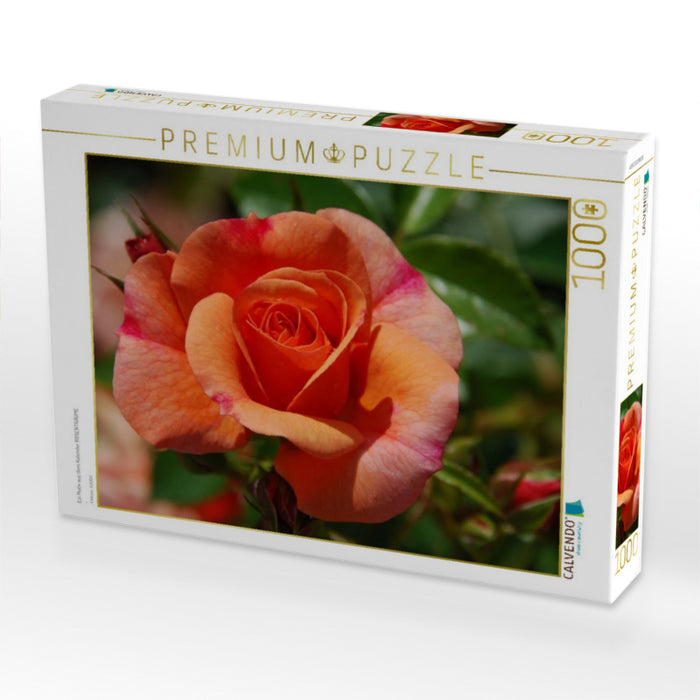 Ein Motiv aus dem Kalender ROSENTRÄUME - CALVENDO Foto-Puzzle'