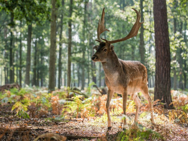 Ein Motiv aus dem Kalender Emotionale Momente: Das Damwild. - CALVENDO Foto-Puzzle'