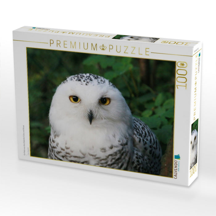 Ein Motiv aus dem Kalender Eulen und Käuze - CALVENDO Foto-Puzzle'
