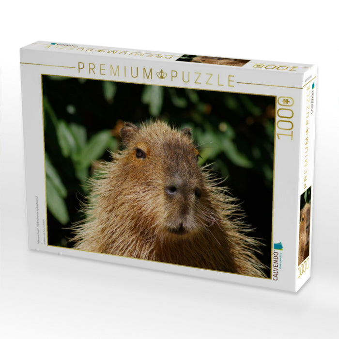 Wasserschwein (Hydrochoerus hydrochaeris) - CALVENDO Foto-Puzzle'