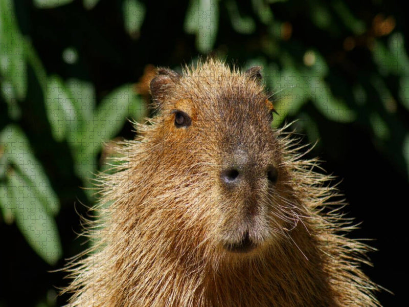 Wasserschwein (Hydrochoerus hydrochaeris) - CALVENDO Foto-Puzzle'
