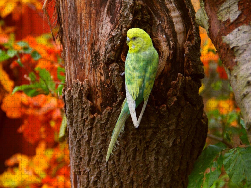 Wellensittich im Herbstwald - CALVENDO Foto-Puzzle'