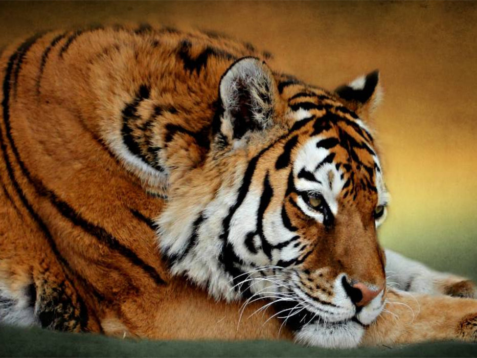 Ruhender Sibirischer Tiger - CALVENDO Foto-Puzzle'