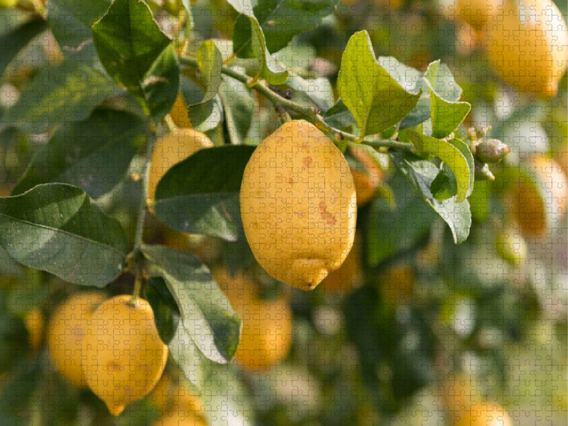 Ein Motiv aus dem Kalender Emotionale Momente: Orangen und Zitronen. - CALVENDO Foto-Puzzle'