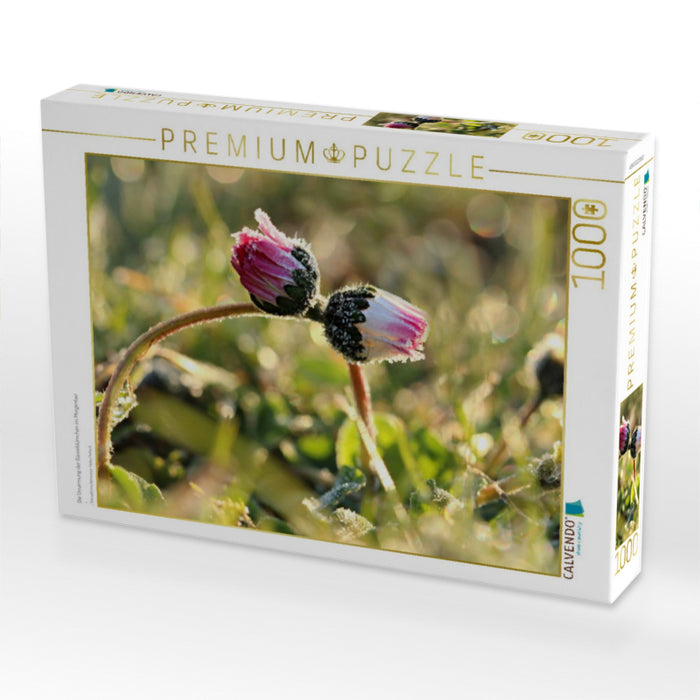 Die Umarmung der Gänseblümchen im Morgentau - CALVENDO Foto-Puzzle'