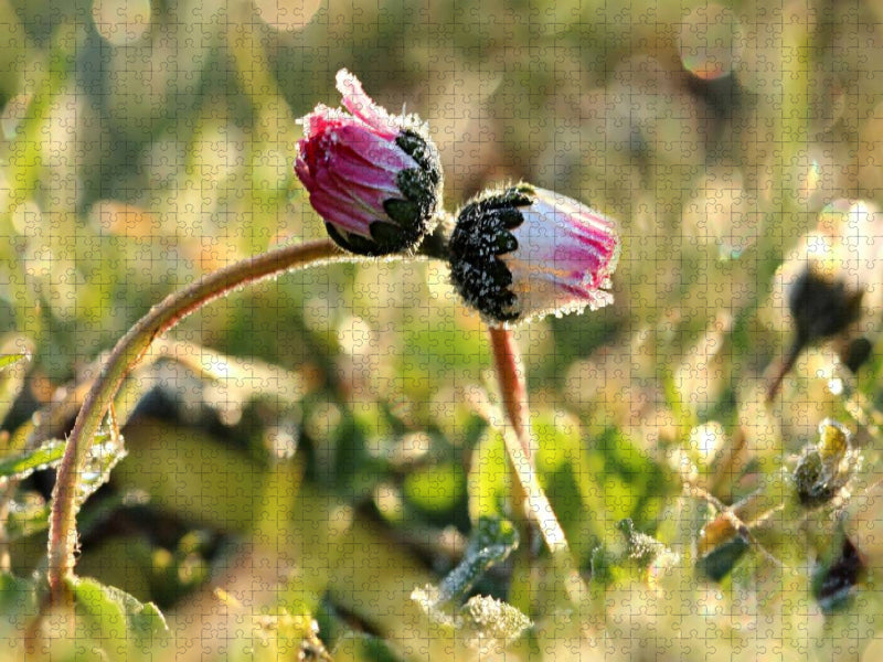 Die Umarmung der Gänseblümchen im Morgentau - CALVENDO Foto-Puzzle'