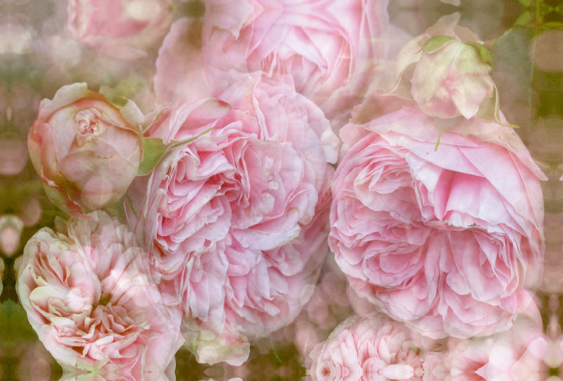 Premium Textil-Leinwand Verlangen - Rosen Romantik