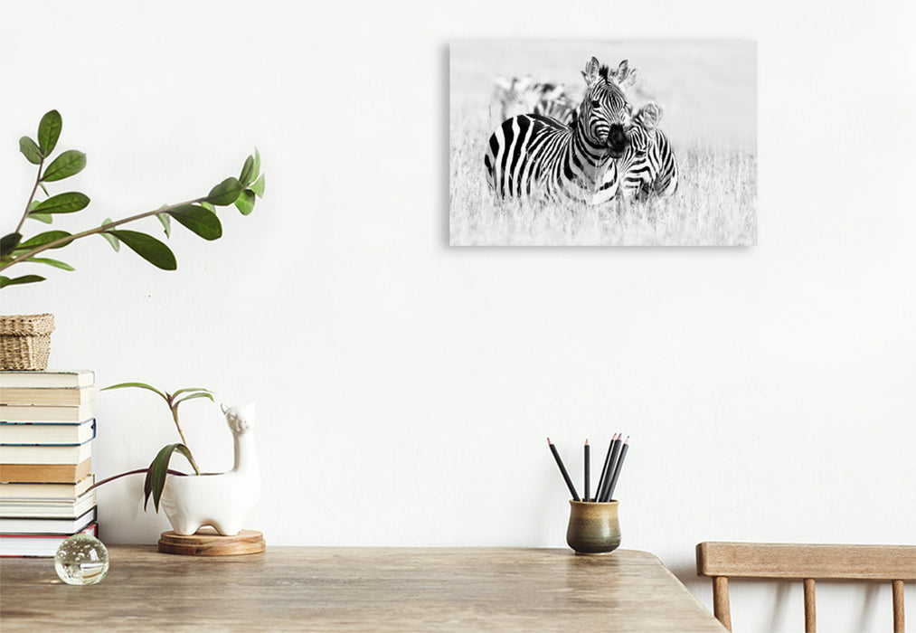 Premium Textil-Leinwand Premium Textil-Leinwand 120 cm x 80 cm quer Ein Motiv aus dem Kalender Emotionale Momente: Zebras - black and white.