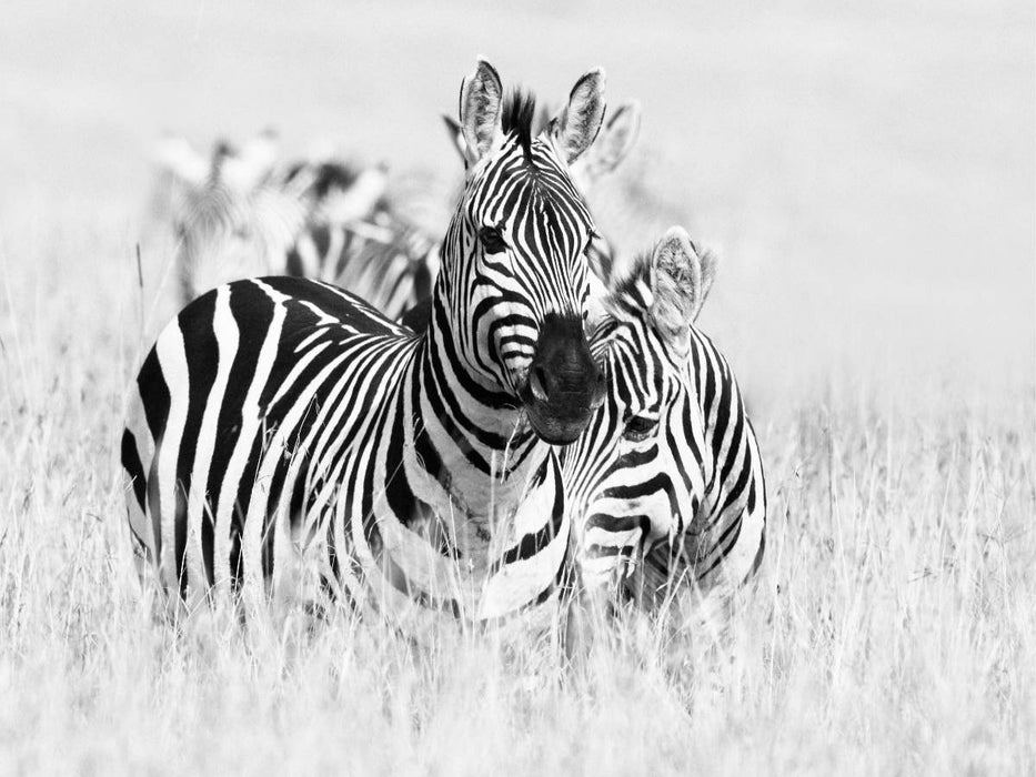 Ein Motiv aus dem Kalender Emotionale Momente: Zebras - black and white. - CALVENDO Foto-Puzzle'