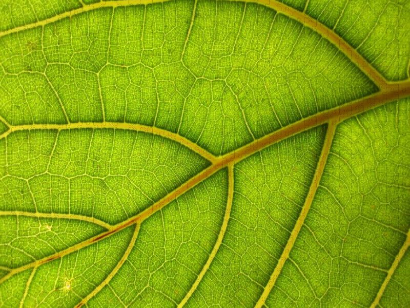 Blattkunst - CALVENDO Foto-Puzzle'