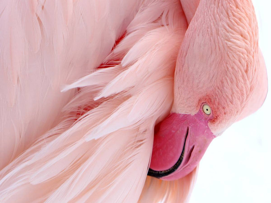 Wunderschönes Flamingoportrait - CALVENDO Foto-Puzzle'