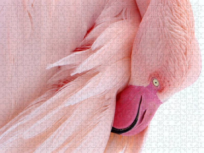 Wunderschönes Flamingoportrait - CALVENDO Foto-Puzzle'