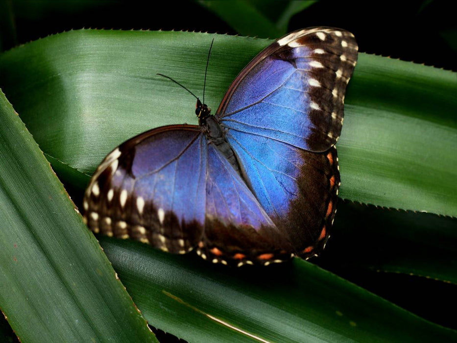 Blauer Morphofalter auf grünem Blatt - CALVENDO Foto-Puzzle'