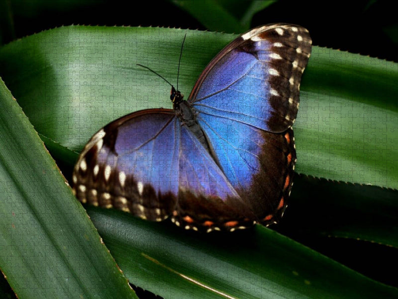 Blauer Morphofalter auf grünem Blatt - CALVENDO Foto-Puzzle'