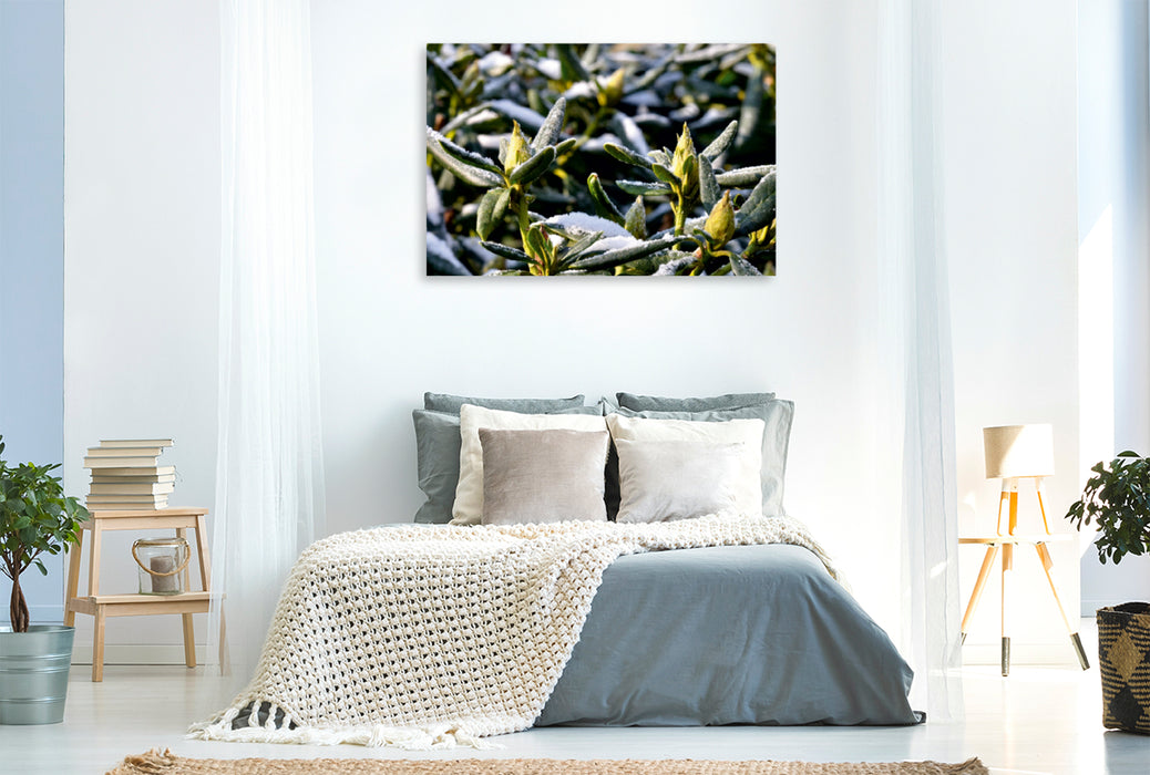 Premium Textil-Leinwand Premium Textil-Leinwand 120 cm x 80 cm quer Rhododendren im Winter