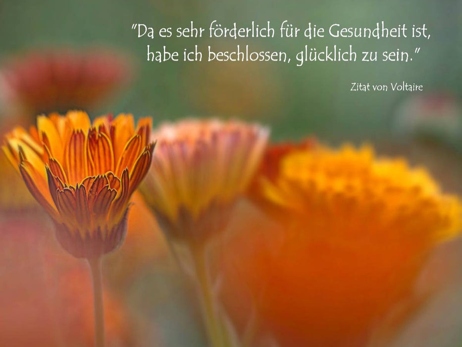 Ringelblumen - Zitat von Voltaire - CALVENDO Foto-Puzzle'