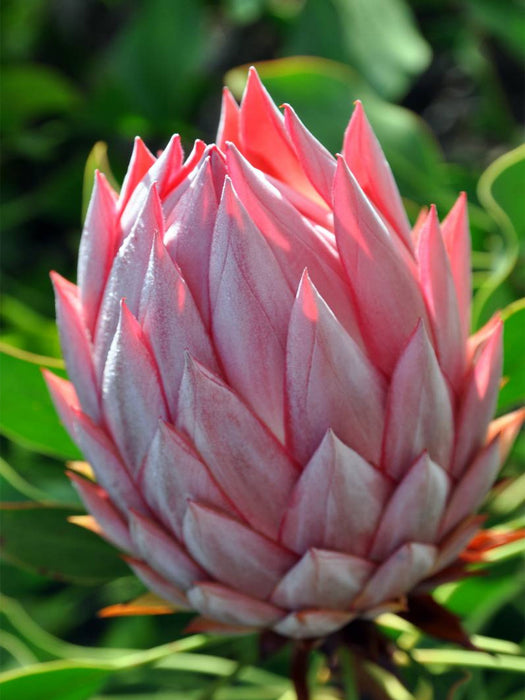 Protea, Maui - CALVENDO Foto-Puzzle'