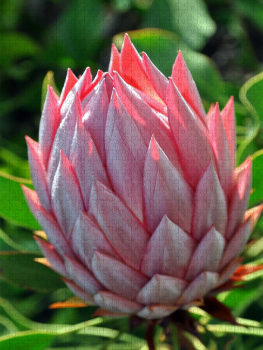 Protea, Maui - CALVENDO Foto-Puzzle'