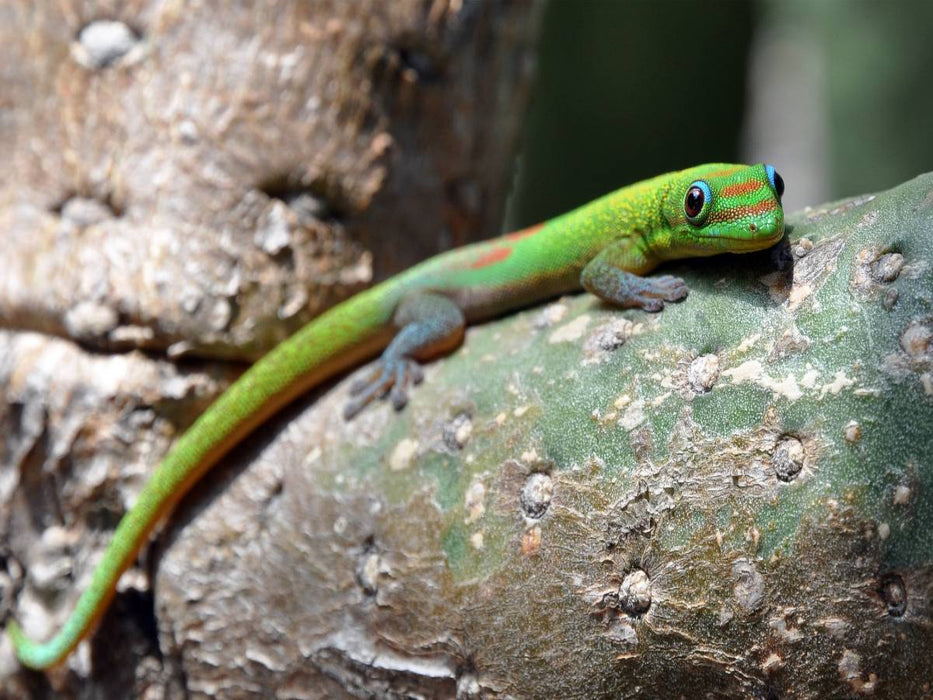 Goldstaubgecko, Big Island, Hawaii - CALVENDO Foto-Puzzle'