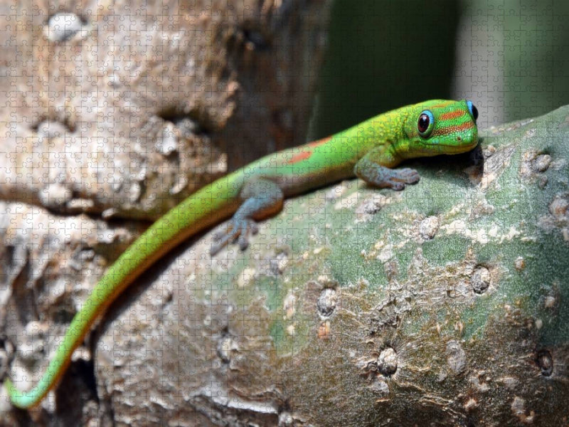 Goldstaubgecko, Big Island, Hawaii - CALVENDO Foto-Puzzle'