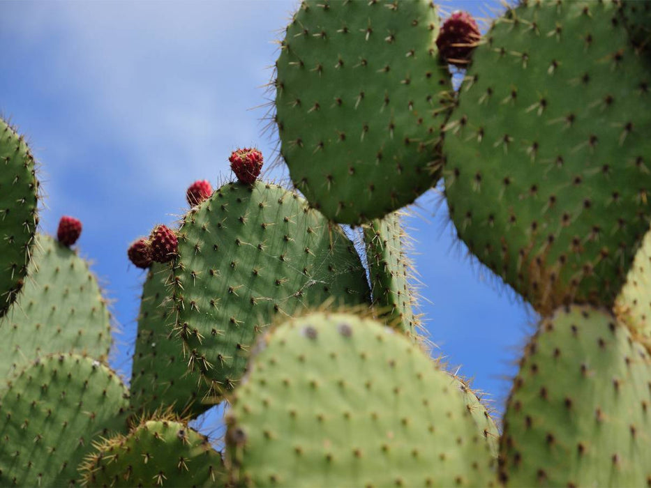 Opuntia Leucotricha, Mexico - CALVENDO Foto-Puzzle'