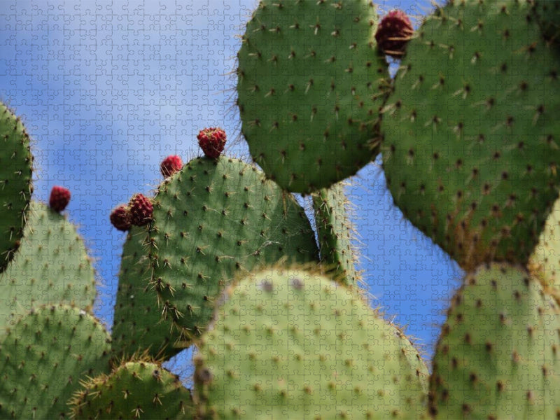 Opuntia Leucotricha, Mexico - CALVENDO Foto-Puzzle'