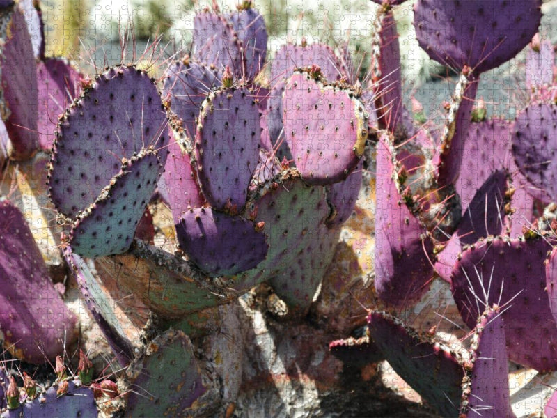 Opuntia Macrocentra, Mexico - CALVENDO Foto-Puzzle'