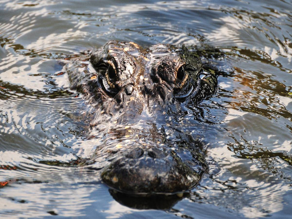 Alligator - CALVENDO Foto-Puzzle'