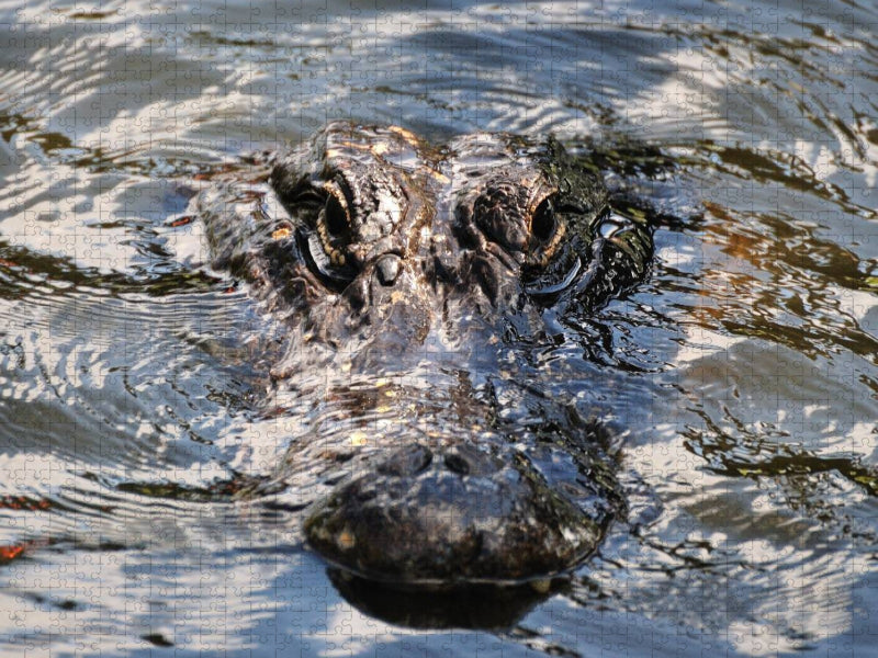 Alligator - CALVENDO Foto-Puzzle'