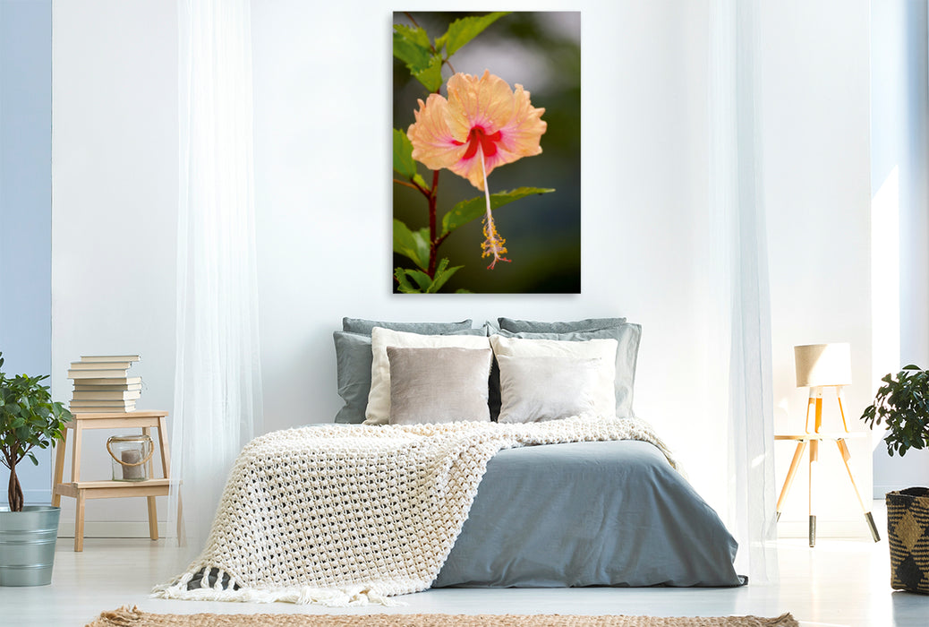 Premium Textil-Leinwand Premium Textil-Leinwand 80 cm x 120 cm  hoch Ein Motiv aus dem Kalender Zarte Schönheiten - Herrliche Hibiskusblüten