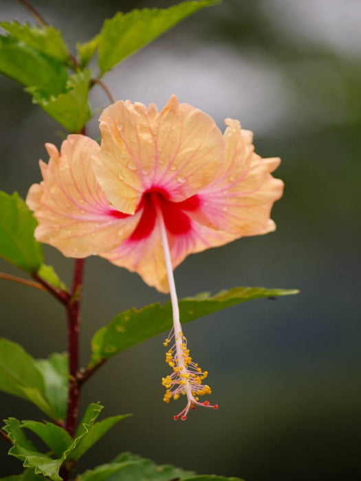 Ein Motiv aus dem Kalender Zarte Schönheiten - Herrliche Hibiskusblüten - CALVENDO Foto-Puzzle'
