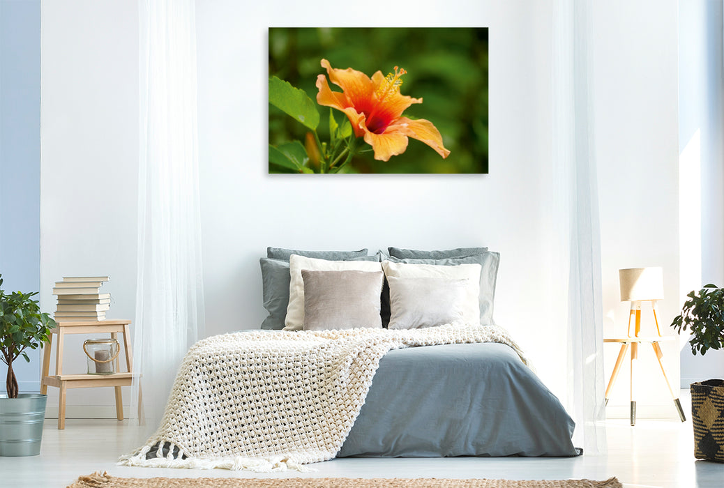 Premium Textil-Leinwand Premium Textil-Leinwand 120 cm x 80 cm quer Ein Motiv aus dem Kalender Zarte Schönheiten - Feine Hibiskusblüten