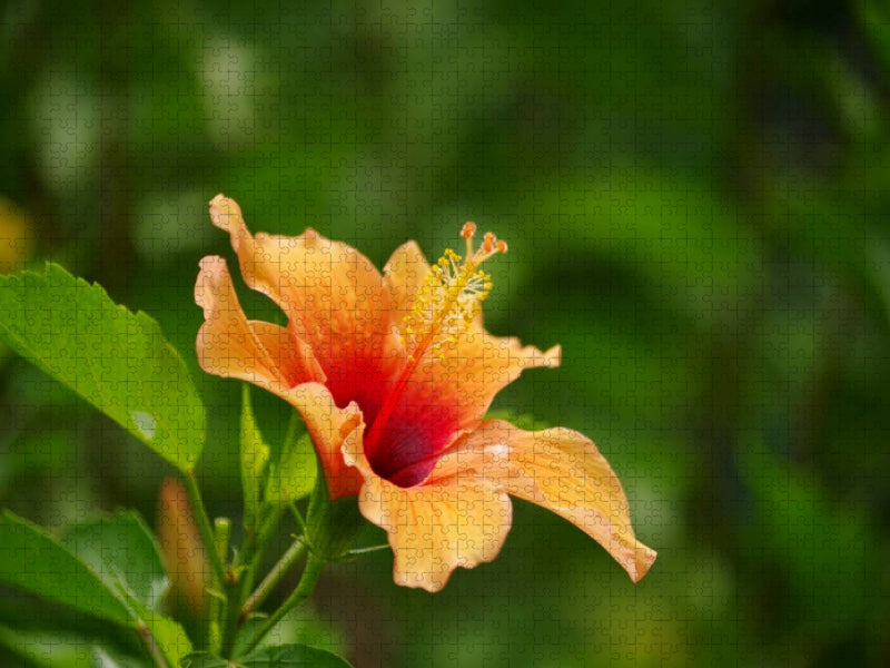 Ein Motiv aus dem Kalender Zarte Schönheiten - Feine Hibiskusblüten - CALVENDO Foto-Puzzle'
