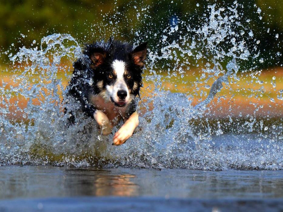 Hund tobt im Wasser - CALVENDO Foto-Puzzle'