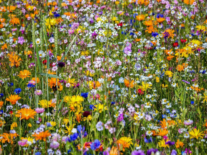Ein Motiv aus dem Kalender Farben der Natur - CALVENDO Foto-Puzzle'