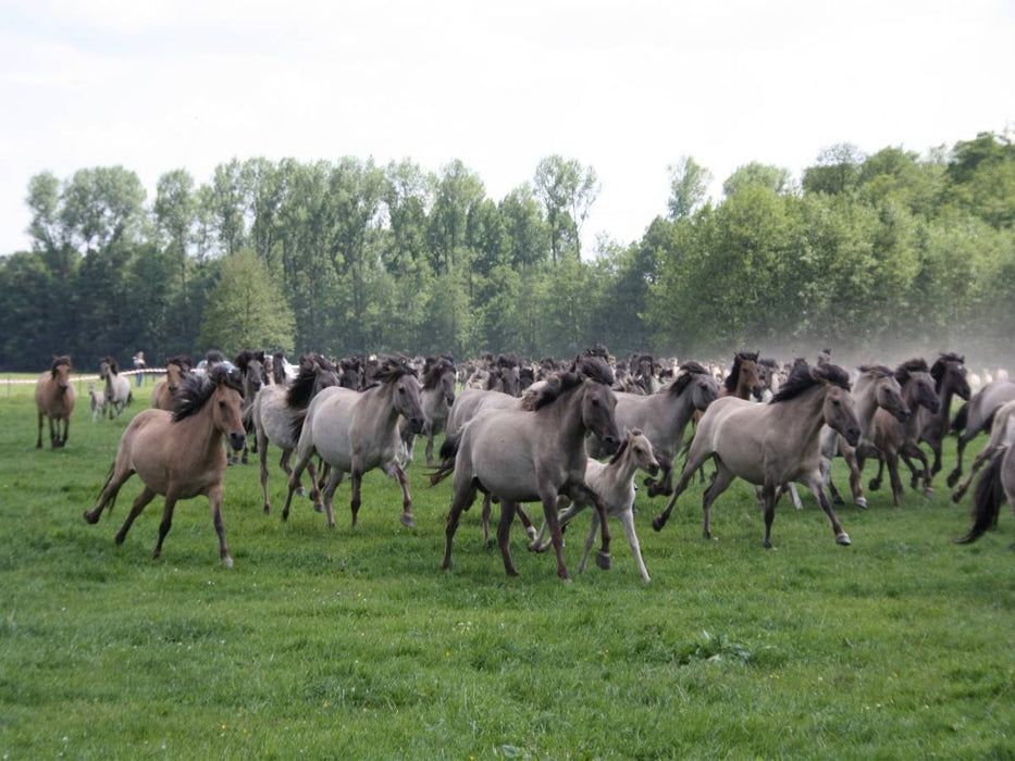 Dülmener Wildpferde - CALVENDO Foto-Puzzle'