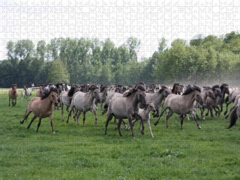 Dülmener Wildpferde - CALVENDO Foto-Puzzle'
