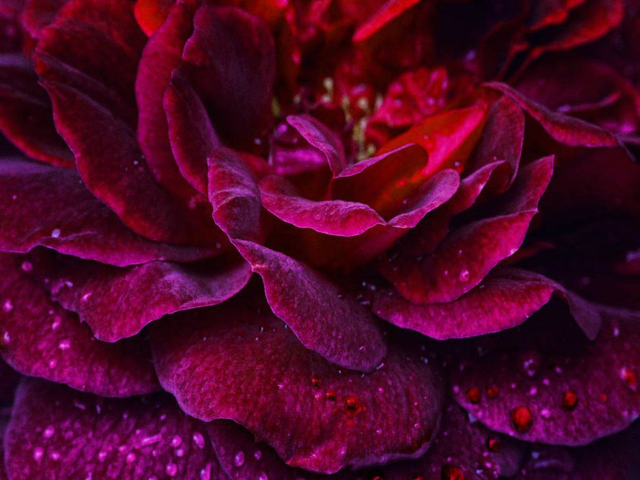 Gothic Rose - Mit Blut besiegelt - CALVENDO Foto-Puzzle'