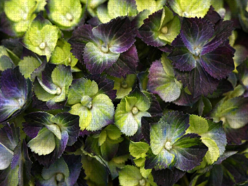 Bauernhortensie Lila-Grün - CALVENDO Foto-Puzzle'